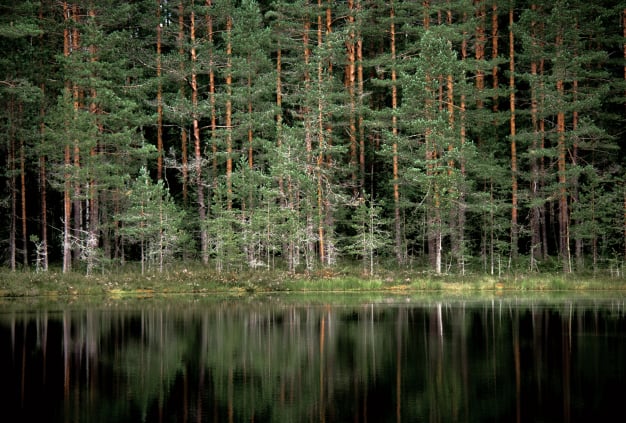 Kuva suomalaisesta metsästä